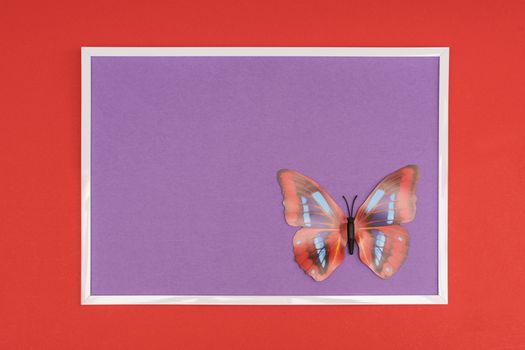 decorative butterfly in a white frame on a colored background
