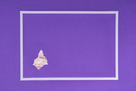 white seashell in a white frame on a colored background