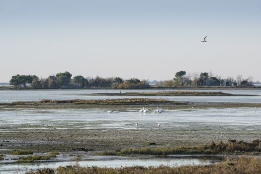 Grado sea lagoon in winter