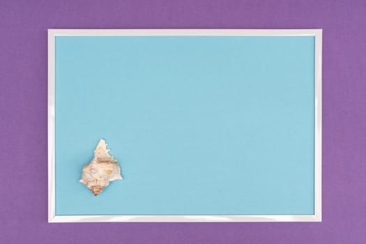white seashell in a white frame on a colored background