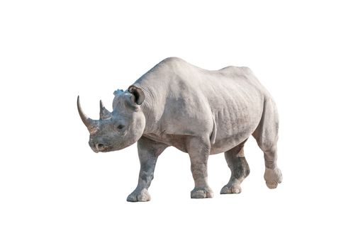 A black rhinoceros, Diceros bicornis, isolated in white in Northern Namiba 