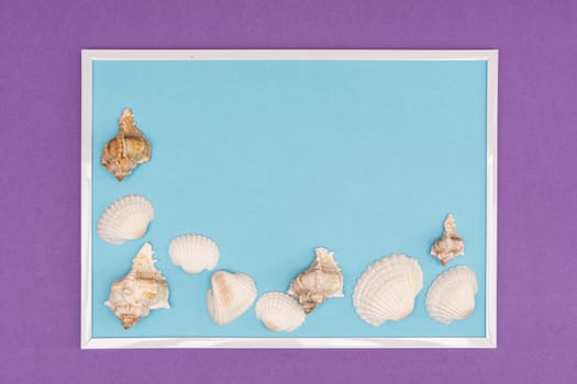white seashells in a white frame on a colored background