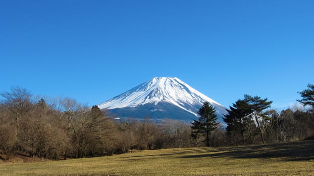 Snow covered Japanese mount fuji on a sunny, clear sky winter day with trees and a field of grass in front.