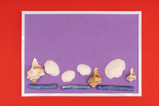 white seashell in a white frame on a colored background