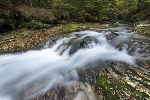 the flow of water in the creek in the woods in Autumn