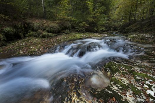 a view of a stream in the wood in autumn