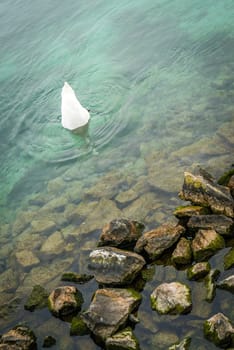 Swan diving to find food on the Geneva lake in Switzerland