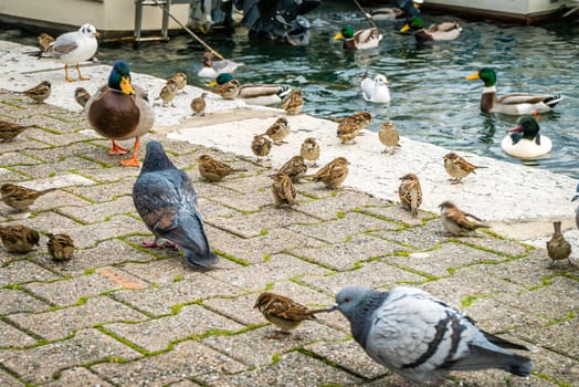 Pigeon, starlings and ducks eating all together on a dock