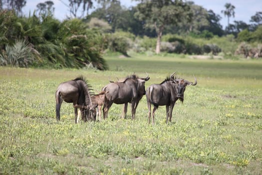 Wildebeest Wild Antelope Gnu in African Botswana savannah