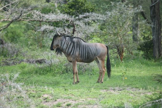 Wildebeest Wild Antelope Gnu in African Botswana savannah