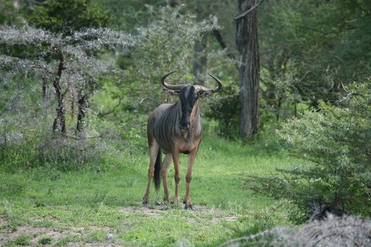 Wildebeest Wild Antelope Gnu in African Botswana savannah