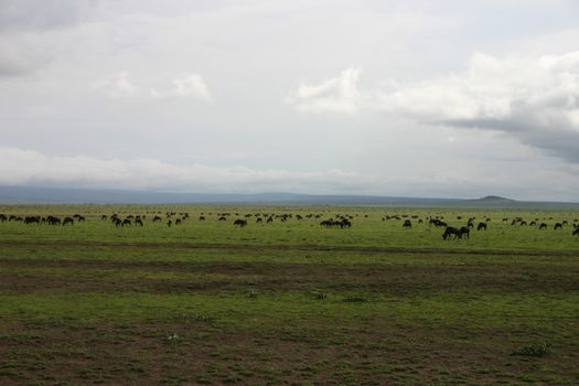 Wildebeest Wild Antelope Gnu in African Botswana savannah