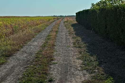 Rural dirt side road in the middle of agricultural fields