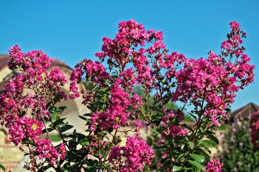 Decorative tree blooming with pink flowers at summer