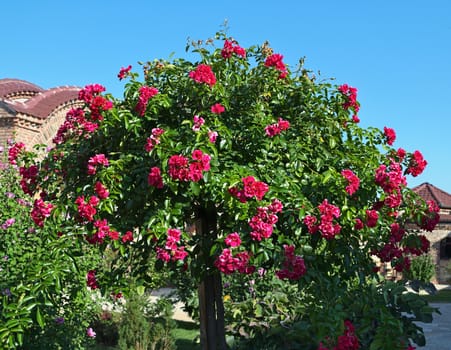 Decorative tree blooming with pink flowers at summer