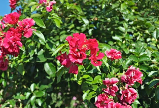 Decorative tree blooming with pink flowers at summer