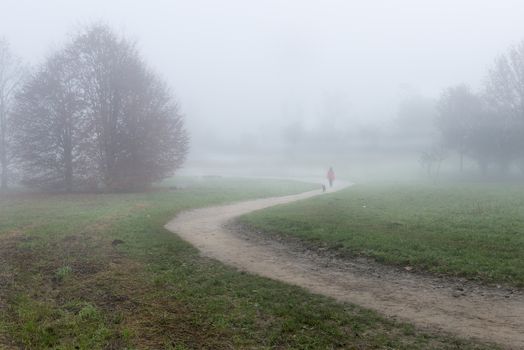 a view of the morning fog in the park in autumn