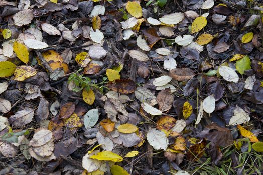 the colors of foliage in fall