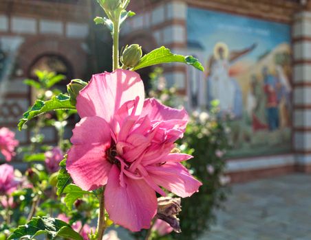 Pink flower closeup, and icon in background in monastery kac, Serbia