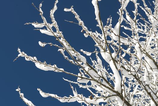 branches of a tree covered by snow