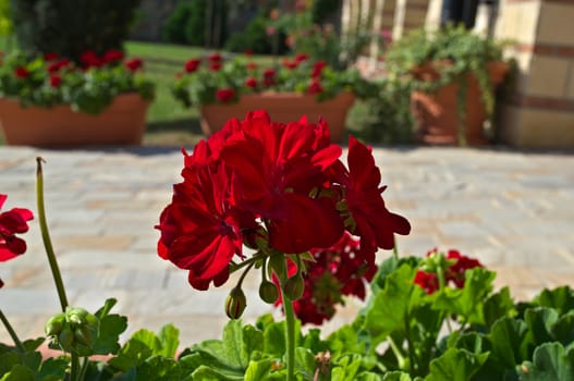 Beautiful red flowers in full bloom, close up