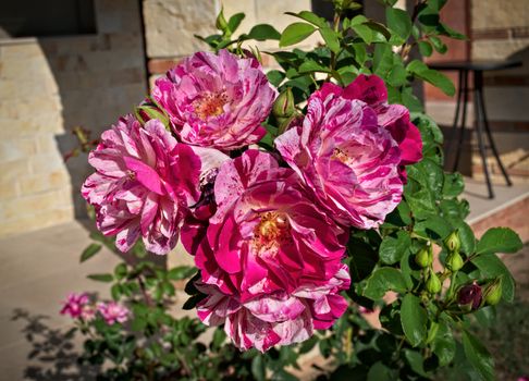 Cluster of blooming pink roses, close up