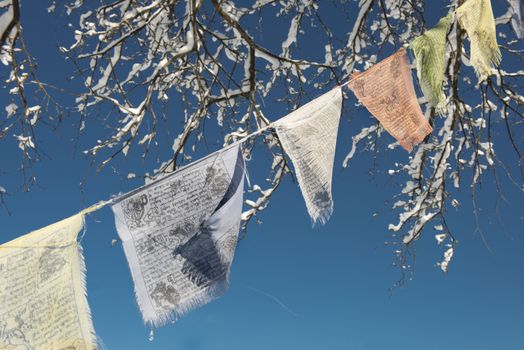 Tibetan flags with prayers hanging in the wind among the branches