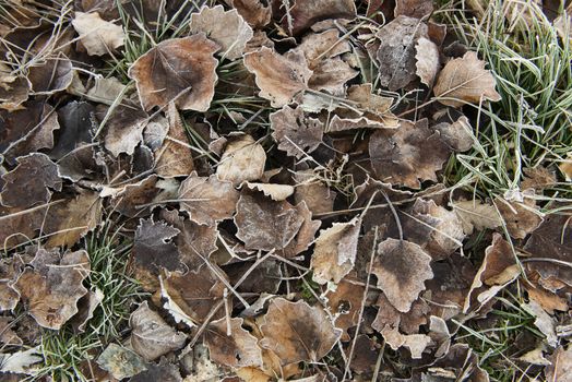 leaves with the frost on the ground in autumn