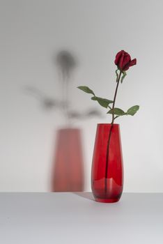 Red rose in a red pot