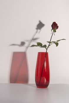 Red rose in a red pot