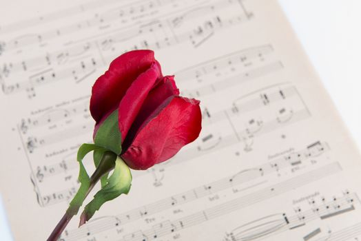 pages of the musical score with a red rose