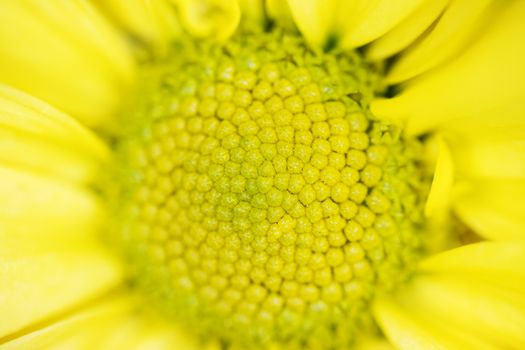 A macro shot of a sunflower bloom.