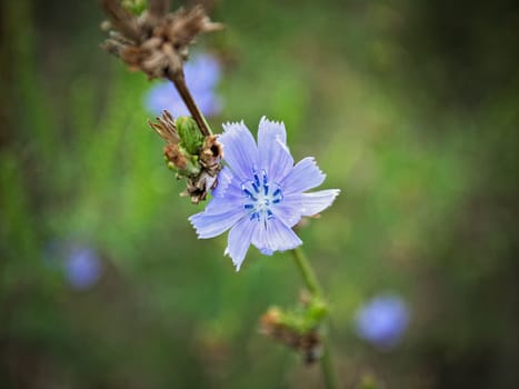 Wild plant blossom with blue flower, close up