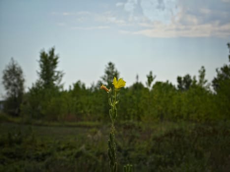 Plant blooming with yellow flower at the edge of forest