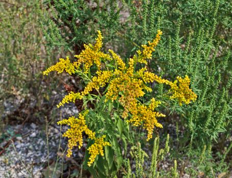 Wild plant blooming with abundance of yellow flowers