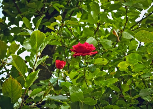 Blooming roses between branches and leaves
