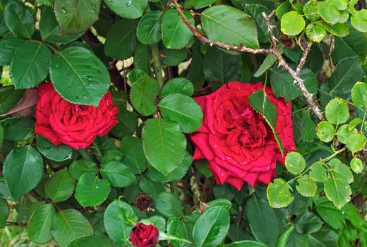 Blooming roses between branches and leaves