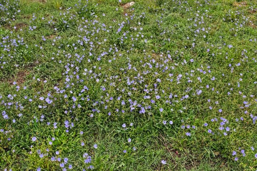 Field full with wild blue flowers, at late summer