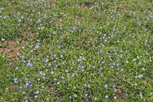 Field full with wild blue flowers, at late summer