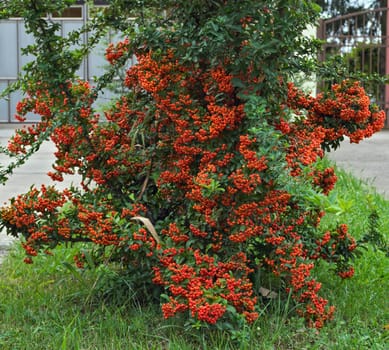 Decorative bush full with orange berries