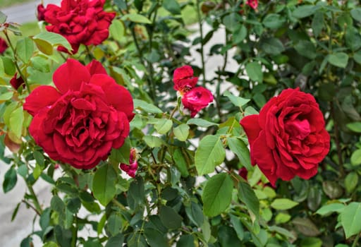 Red roses in full blossom, close up