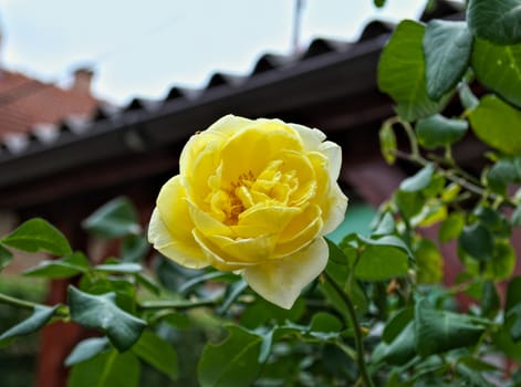 Yellow rose in full blossom, close up