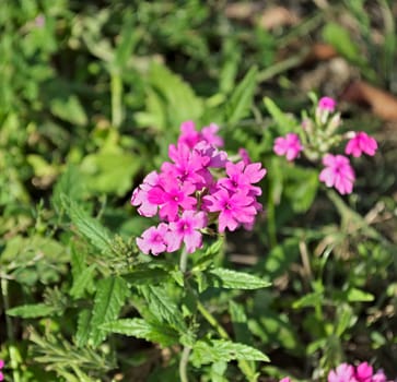 Small pink flowers blossoming at field, closeup