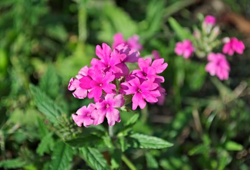 Small pink flowers blossoming at field, closeup