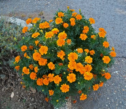 Marigold in full blossom at side of the road