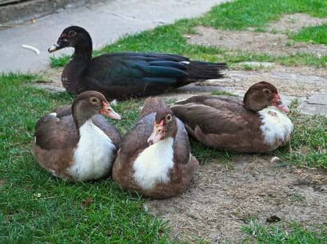 4 cute ducks posing proudly in the yard