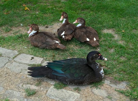 4 cute ducks posing proudly in the yard