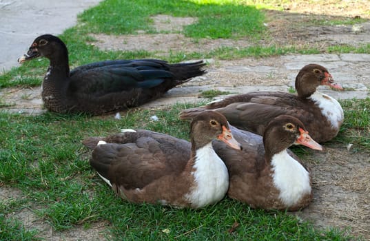 4 cute ducks posing proudly in the yard