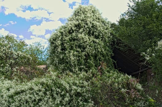 Abandoned barn being swallowed by huge climbing plant