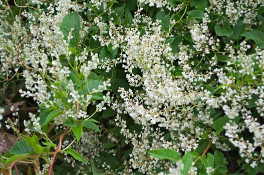 Climbing plant blooming white flowers, close up